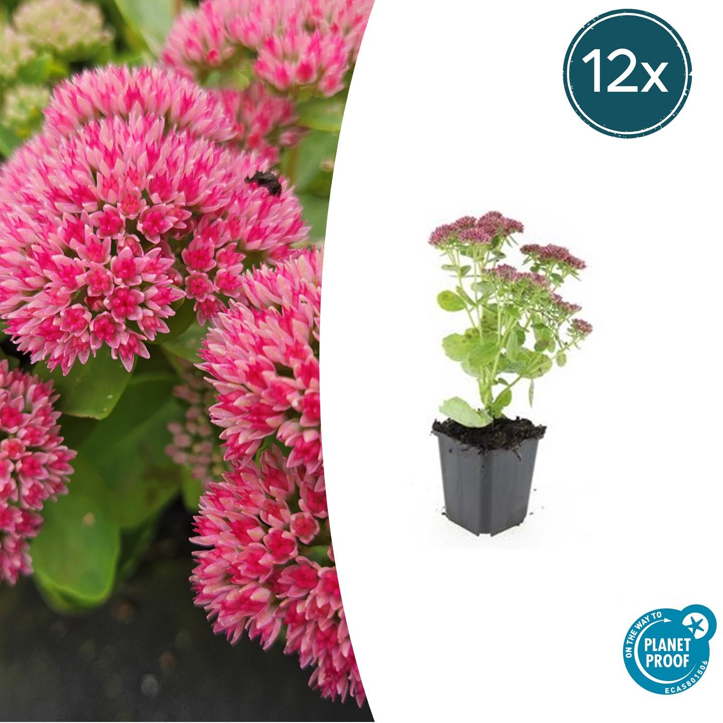 12x Sedum 'Herbstfreude' en pot Ø9cm  Hauteur 10cm. Plante verte type 12x Sedum 'Herbstfreude', livrée en pot, idéale pour intérieur lumineux.