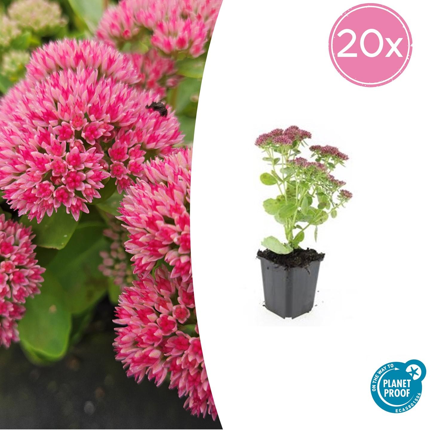 20x Sedum 'Herbstfreude' en pot Ø9cm  Hauteur 10cm. Plante verte type 20x Sedum 'Herbstfreude', livrée en pot, idéale pour intérieur lumineux.
