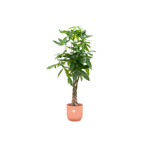 Combi deal en pot Ø30cm. Plante verte type Combi deal, livrée en pot, idéale pour intérieur lumineux.