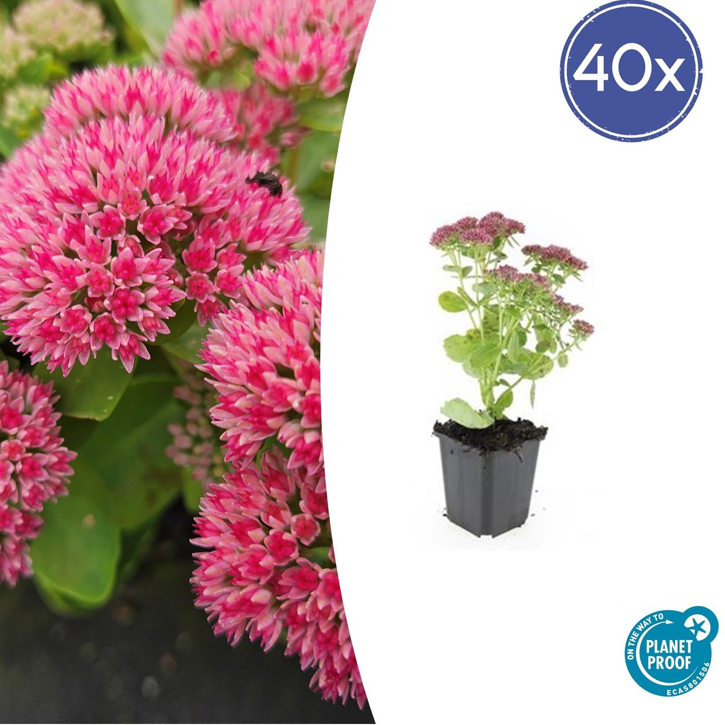 40x Sedum 'Herbstfreude' en pot Ø9cm  Hauteur 10cm. Plante verte type 40x Sedum 'Herbstfreude', livrée en pot, idéale pour intérieur lumineux.