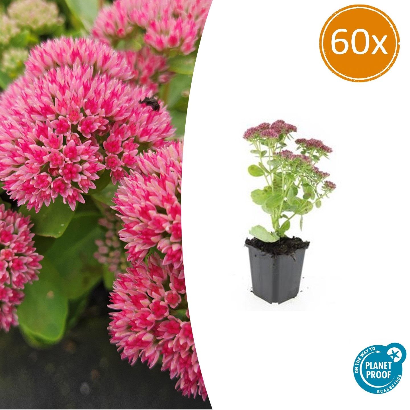 60x Sedum 'Herbstfreude' en pot Ø9cm  Hauteur 10cm. Plante verte type 60x Sedum 'Herbstfreude', livrée en pot, idéale pour intérieur lumineux.