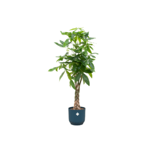 Combi deal en pot Ø30cm. Plante verte type Combi deal, livrée en pot, idéale pour intérieur lumineux.