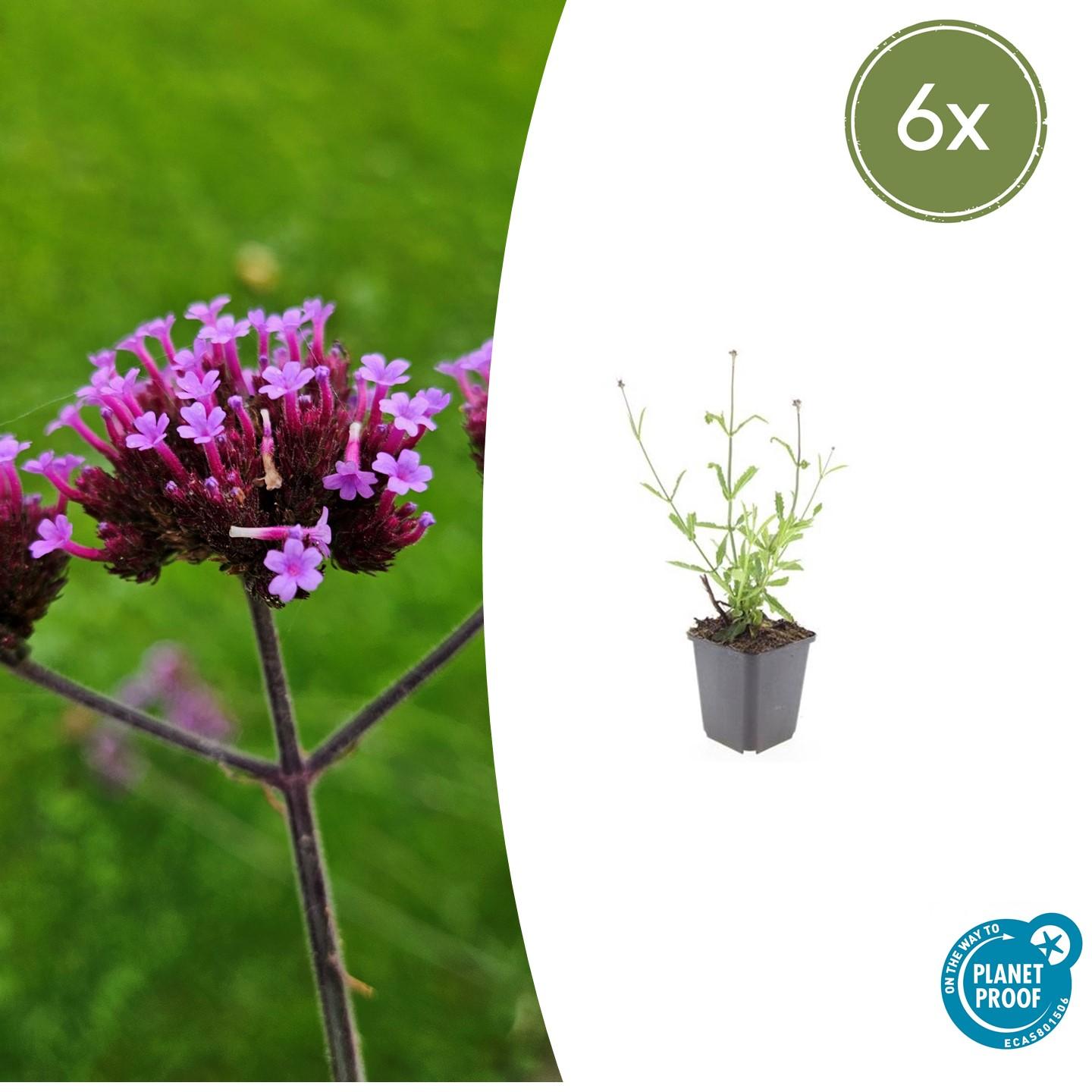 6x Verbena bon. 'Lollipop' en pot Ø9cm  Hauteur 10cm. Plante verte type 6x Verbena bon. 'Lollipop', livrée en pot, idéale pour intérieur lumineux.