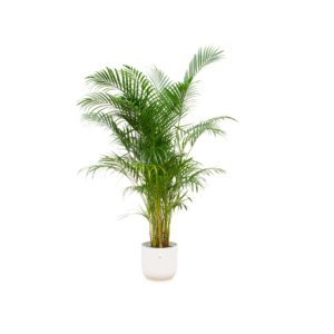 Combi deal en pot Ø30cm. Plante verte type Combi deal, livrée en pot, idéale pour intérieur lumineux.