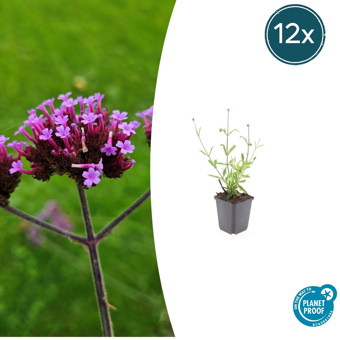 12x Verbena bon. 'Lollipop' en pot Ø9cm  Hauteur 10cm. Plante verte type 12x Verbena bon. 'Lollipop', livrée en pot, idéale pour intérieur lumineux.