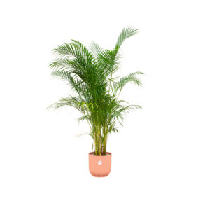 Combi deal en pot Ø30cm. Plante verte type Combi deal, livrée en pot, idéale pour intérieur lumineux.