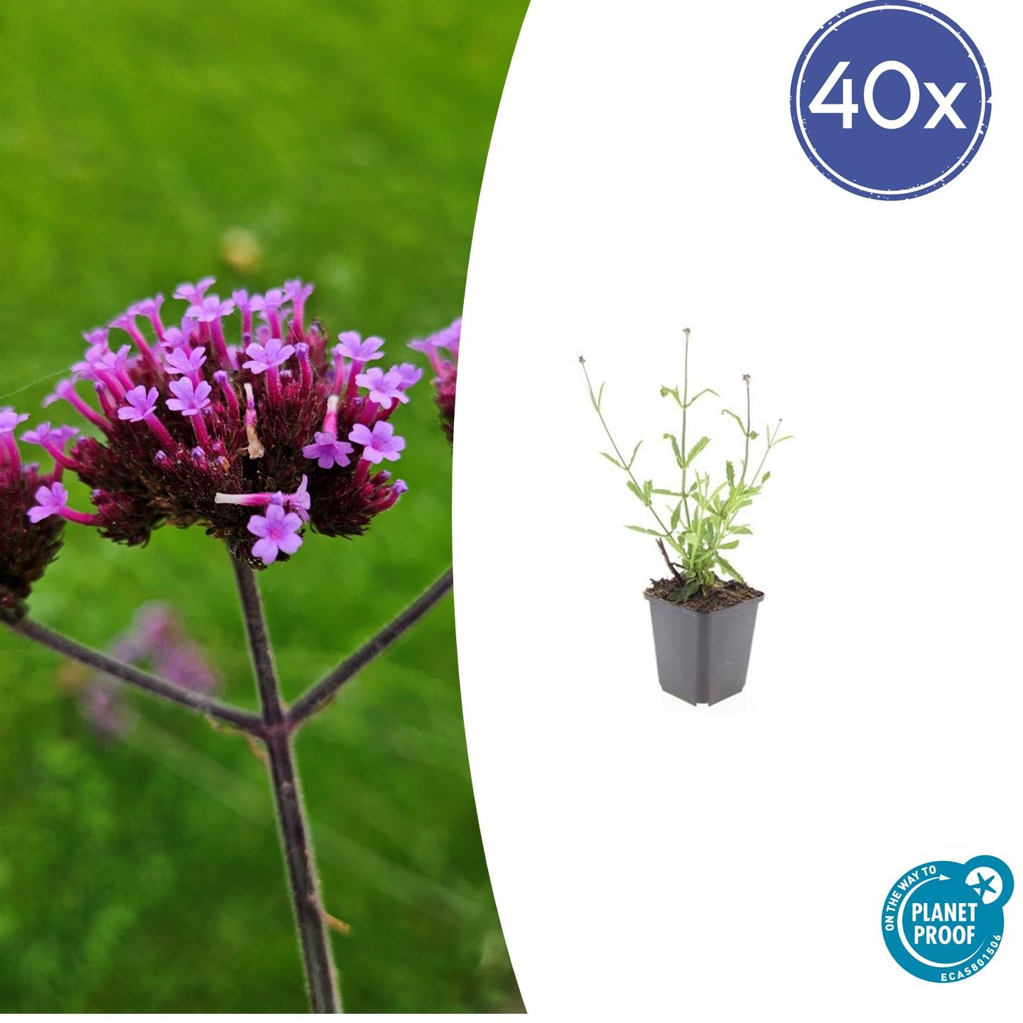 40x Verbena bon. 'Lollipop' en pot Ø9cm  Hauteur 10cm. Plante verte type 40x Verbena bon. 'Lollipop', livrée en pot, idéale pour intérieur lumineux.