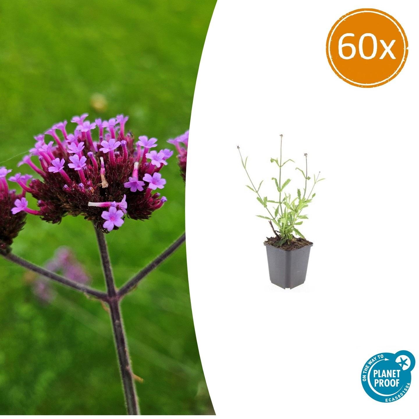 60x Verbena bon. 'Lollipop' en pot Ø9cm  Hauteur 10cm. Plante verte type 60x Verbena bon. 'Lollipop', livrée en pot, idéale pour intérieur lumineux.