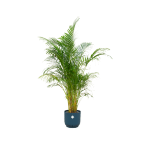 Combi deal en pot Ø30cm. Plante verte type Combi deal, livrée en pot, idéale pour intérieur lumineux.
