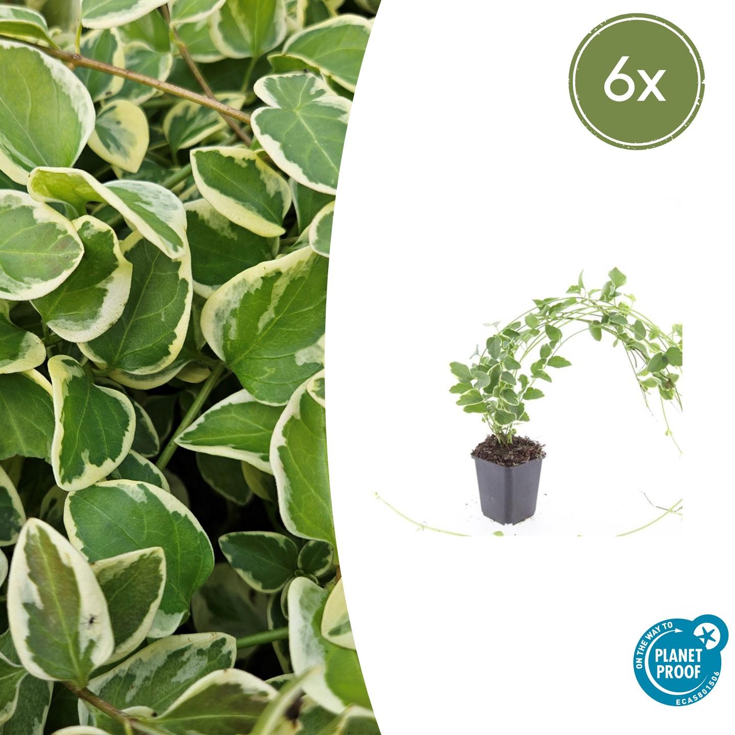 6x Vinca major 'Variegata' en pot Ø9cm  Hauteur 10cm. Plante verte type 6x Vinca major 'Variegata', livrée en pot, idéale pour intérieur lumineux.