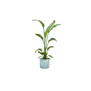 Combi deal en pot Ø22cm. Plante verte type Combi deal, livrée en pot, idéale pour intérieur lumineux.