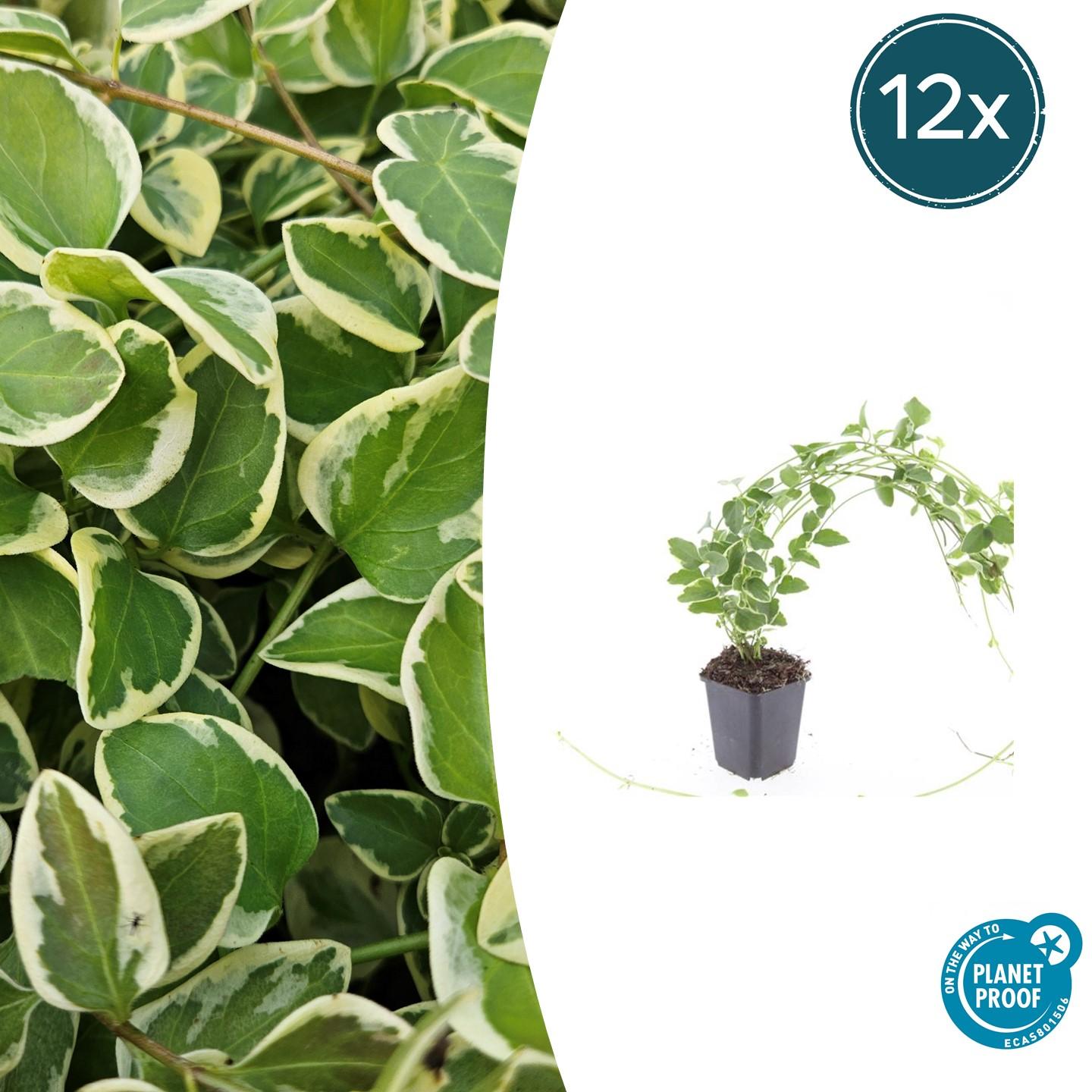 12x Vinca major 'Variegata' en pot Ø9cm  Hauteur 10cm. Plante verte type 12x Vinca major 'Variegata', livrée en pot, idéale pour intérieur lumineux.