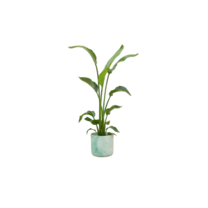 Combi deal en pot Ø22cm. Plante verte type Combi deal, livrée en pot, idéale pour intérieur lumineux.