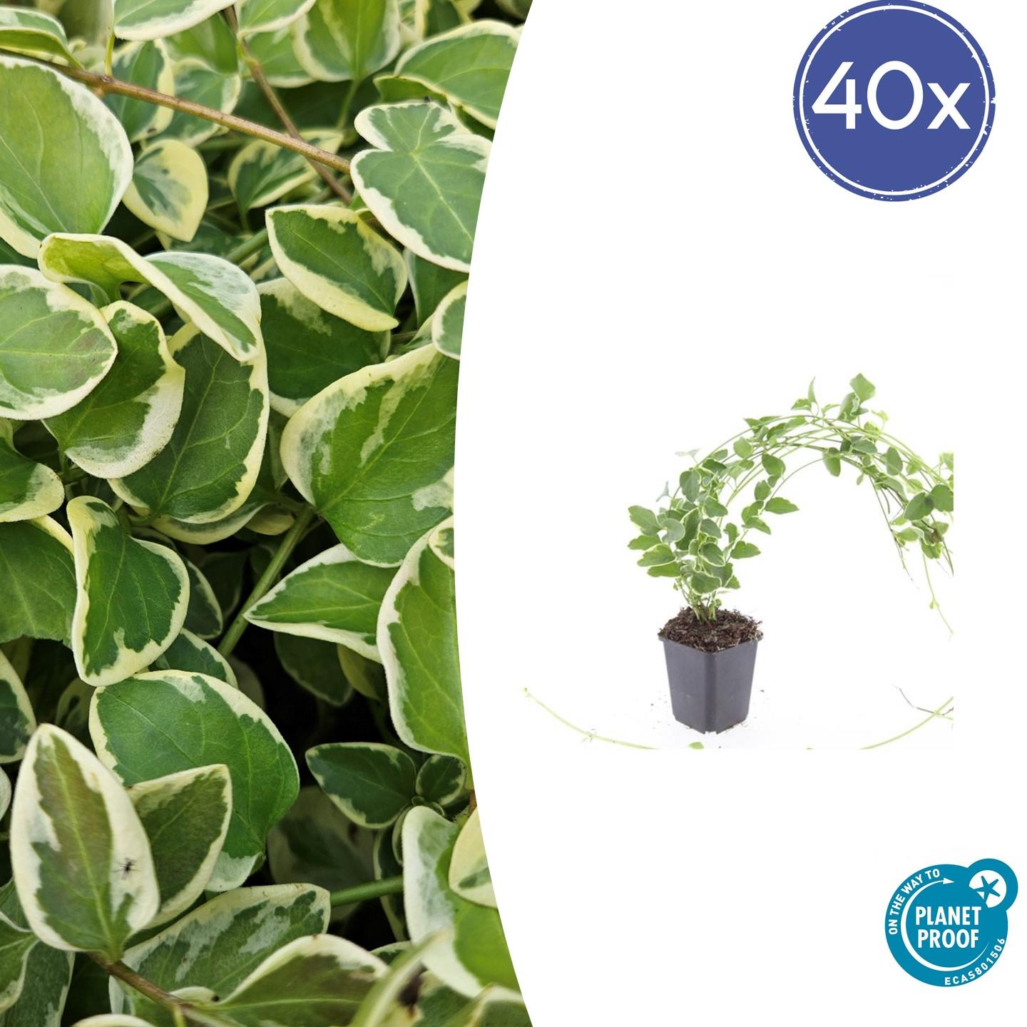 40x Vinca major 'Variegata' en pot Ø9cm  Hauteur 10cm. Plante verte type 40x Vinca major 'Variegata', livrée en pot, idéale pour intérieur lumineux.
