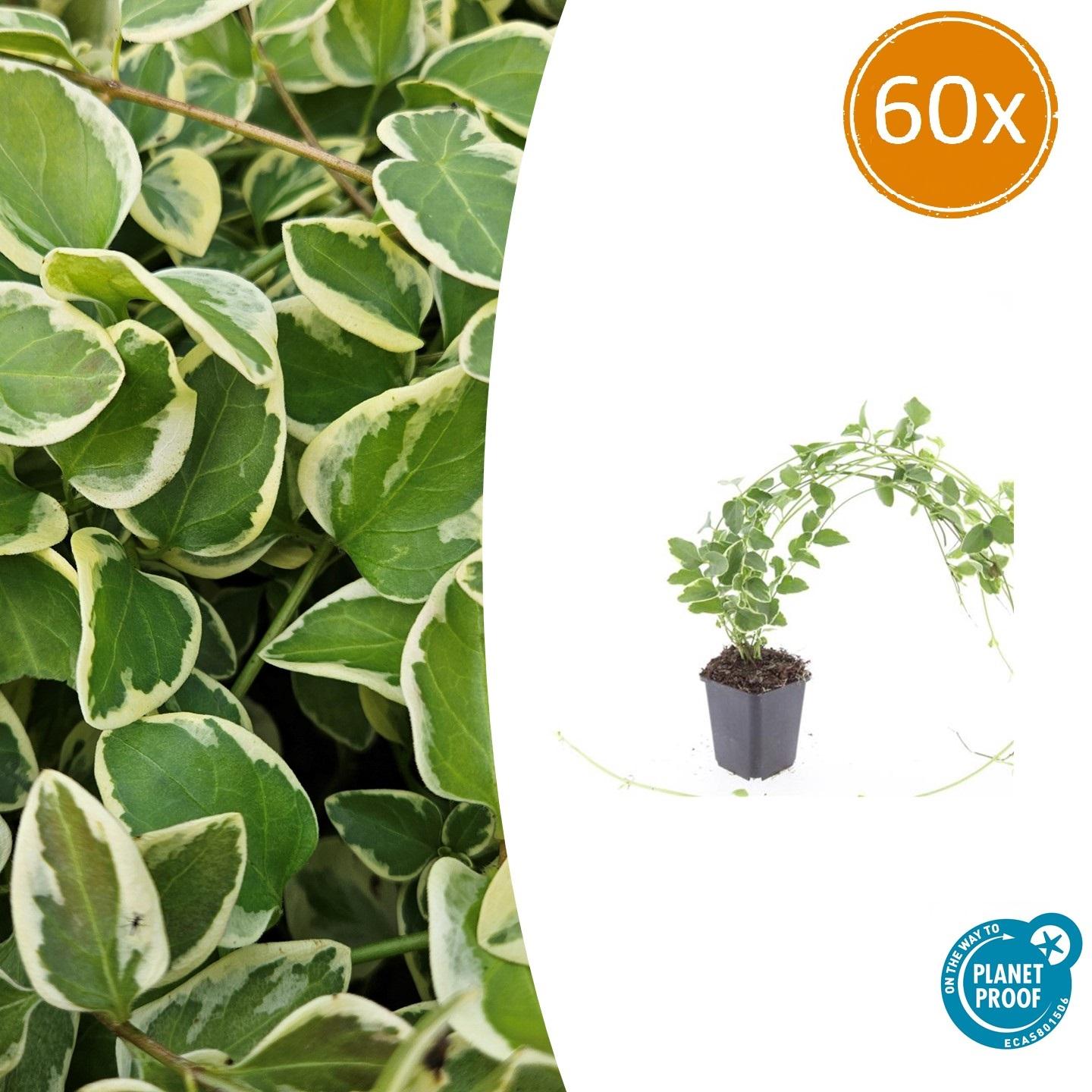 60x Vinca major 'Variegata' en pot Ø9cm  Hauteur 10cm. Plante verte type 60x Vinca major 'Variegata', livrée en pot, idéale pour intérieur lumineux.