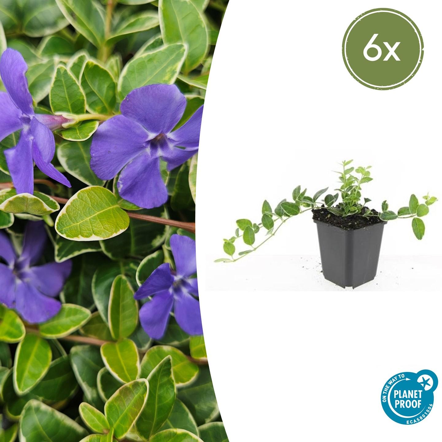 6x Vinca minor 'Argenteovariegata' en pot Ø9cm  Hauteur 10cm. Plante verte type 6x Vinca minor 'Argenteovariegata', livrée en pot, idéale pour intérieur lumineux.