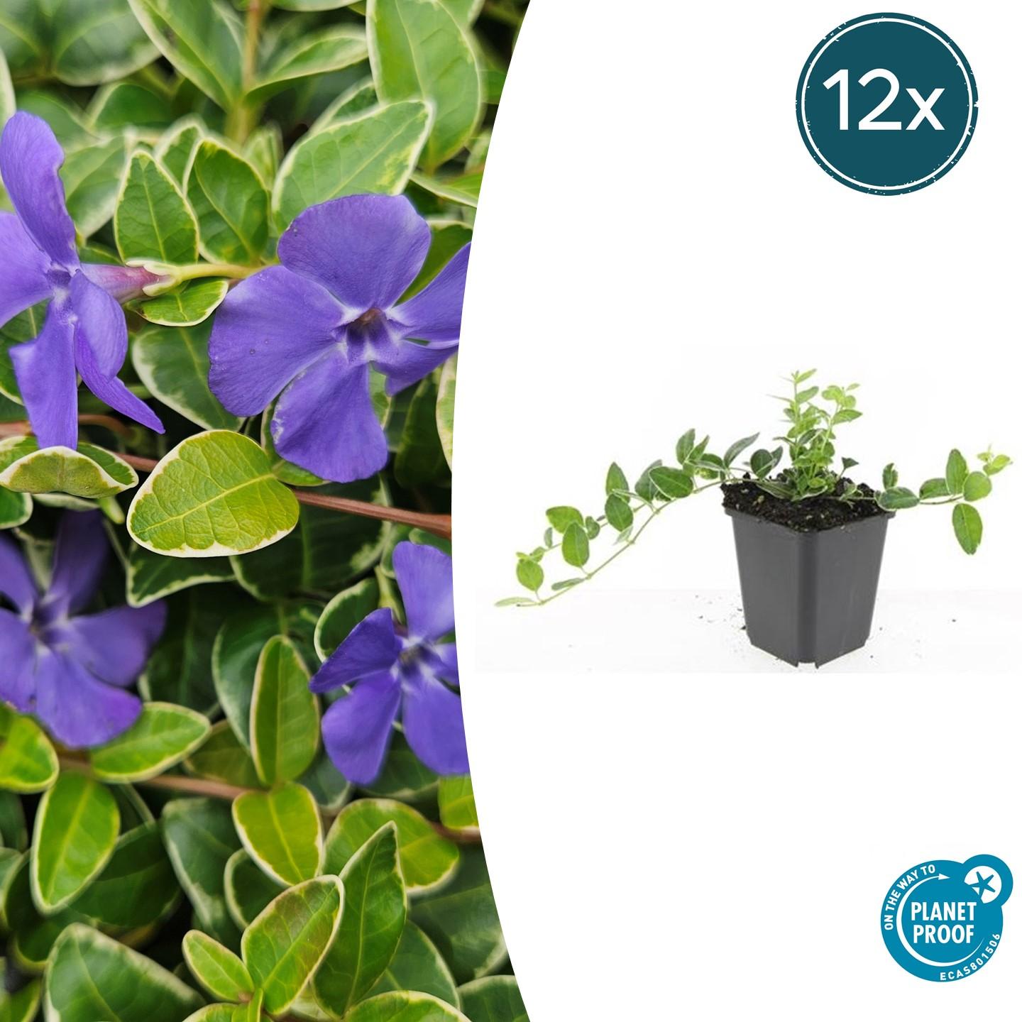 12x Vinca minor 'Argenteovariegata' en pot Ø9cm  Hauteur 10cm. Plante verte type 12x Vinca minor 'Argenteovariegata', livrée en pot, idéale pour intérieur lumineux.