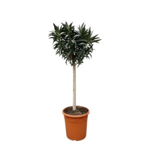 Nerium Oleander op stam met rode bloem en pot Ø35cm. Plante verte type Nerium Oleander op stam met rode bloem, livrée en pot, idéale pour intérieur lumineux.