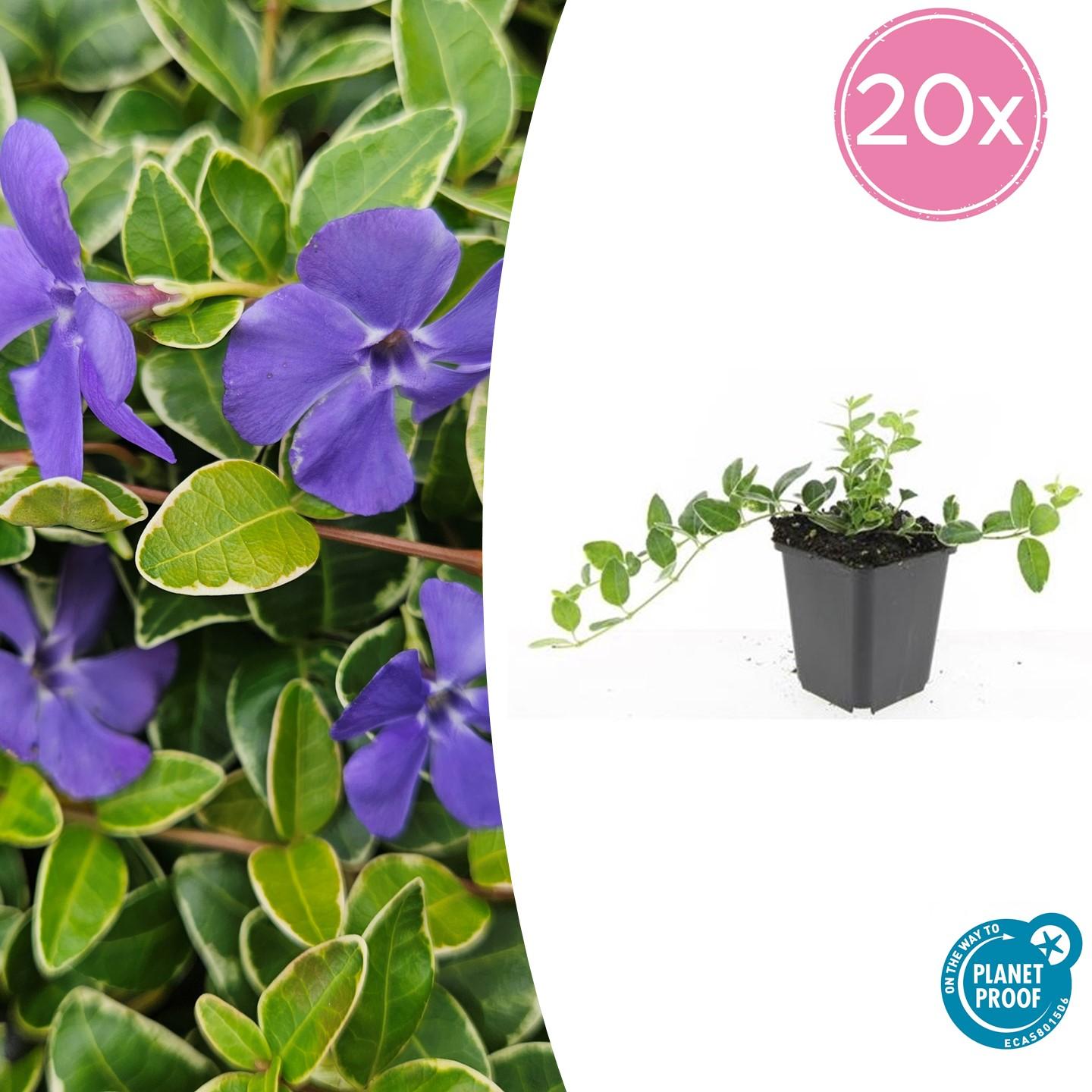 20x Vinca minor 'Argenteovariegata' en pot Ø9cm  Hauteur 10cm. Plante verte type 20x Vinca minor 'Argenteovariegata', livrée en pot, idéale pour intérieur lumineux.