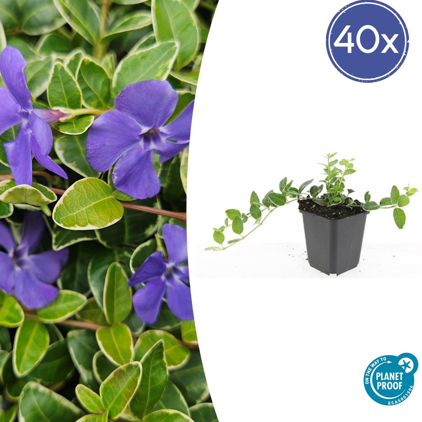 40x Vinca minor 'Argenteovariegata' en pot Ø9cm  Hauteur 10cm. Plante verte type 40x Vinca minor 'Argenteovariegata', livrée en pot, idéale pour intérieur lumineux.