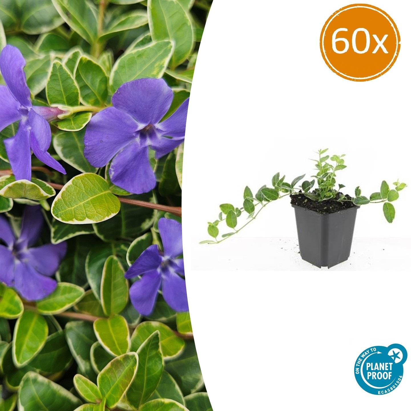 60x Vinca minor 'Argenteovariegata' en pot Ø9cm  Hauteur 10cm. Plante verte type 60x Vinca minor 'Argenteovariegata', livrée en pot, idéale pour intérieur lumineux.