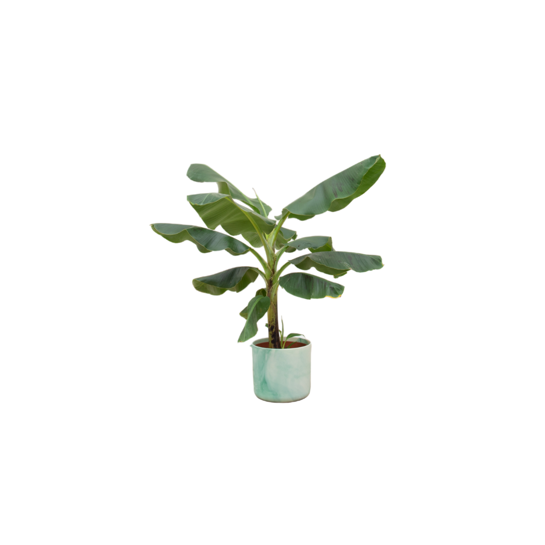 Combi deal en pot Ø22cm. Plante verte type Combi deal, livrée en pot, idéale pour intérieur lumineux.