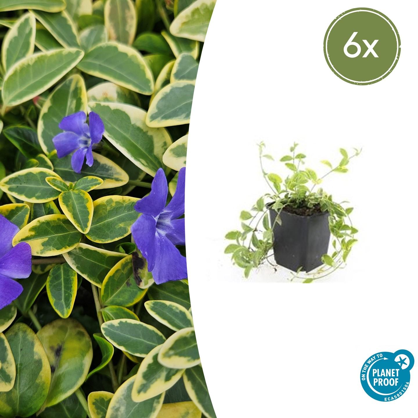 6x Vinca minor 'Aureovariegata' en pot Ø9cm  Hauteur 10cm. Plante verte type 6x Vinca minor 'Aureovariegata', livrée en pot, idéale pour intérieur lumineux.