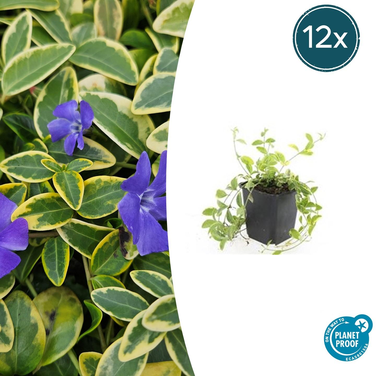 12x Vinca minor 'Aureovariegata' en pot Ø9cm  Hauteur 10cm. Plante verte type 12x Vinca minor 'Aureovariegata', livrée en pot, idéale pour intérieur lumineux.