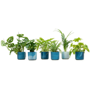 Verrassingsbox en pot Ø14cm. Plante verte type Verrassingsbox, livrée en pot, idéale pour intérieur lumineux.