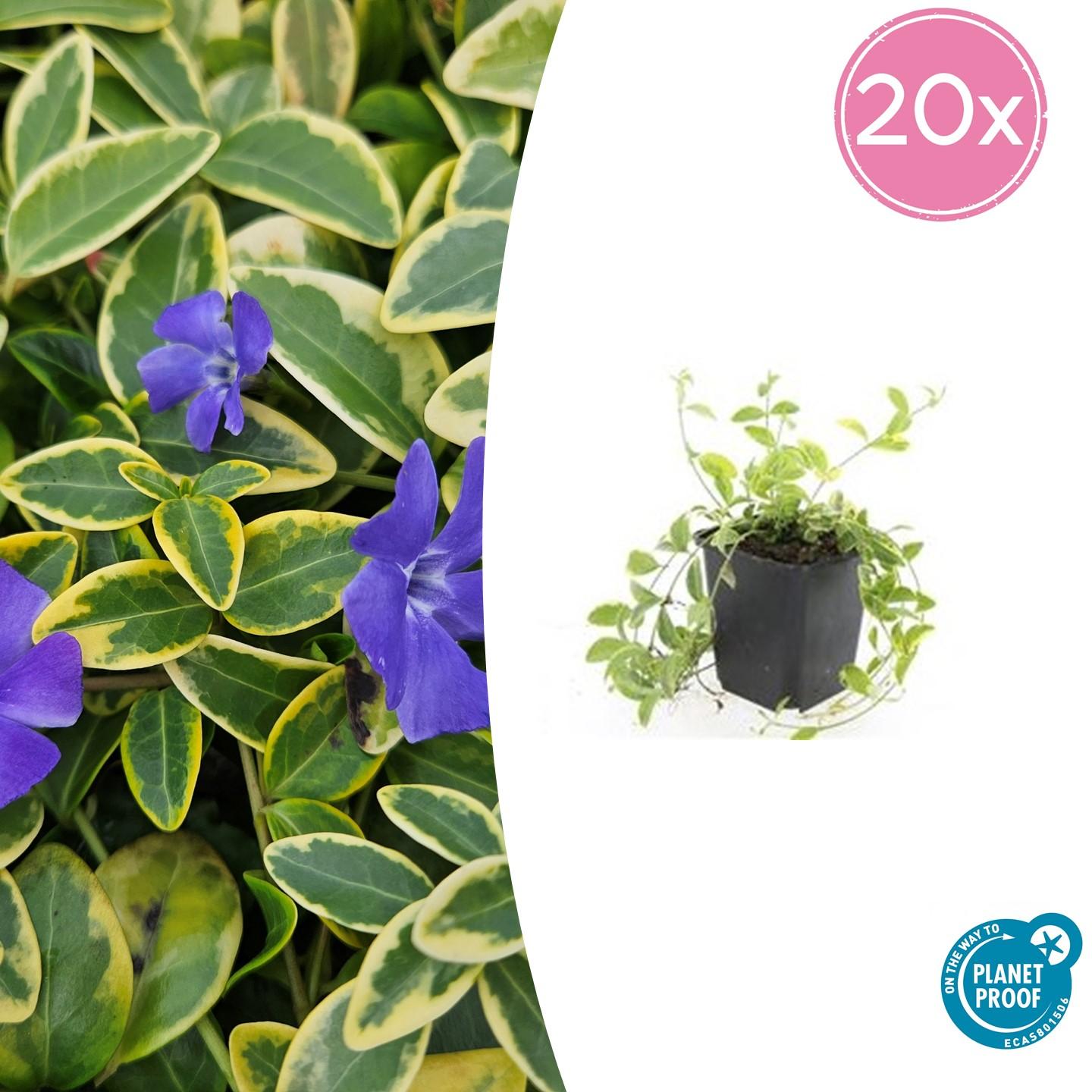 20x Vinca minor 'Aureovariegata' en pot Ø9cm  Hauteur 10cm. Plante verte type 20x Vinca minor 'Aureovariegata', livrée en pot, idéale pour intérieur lumineux.
