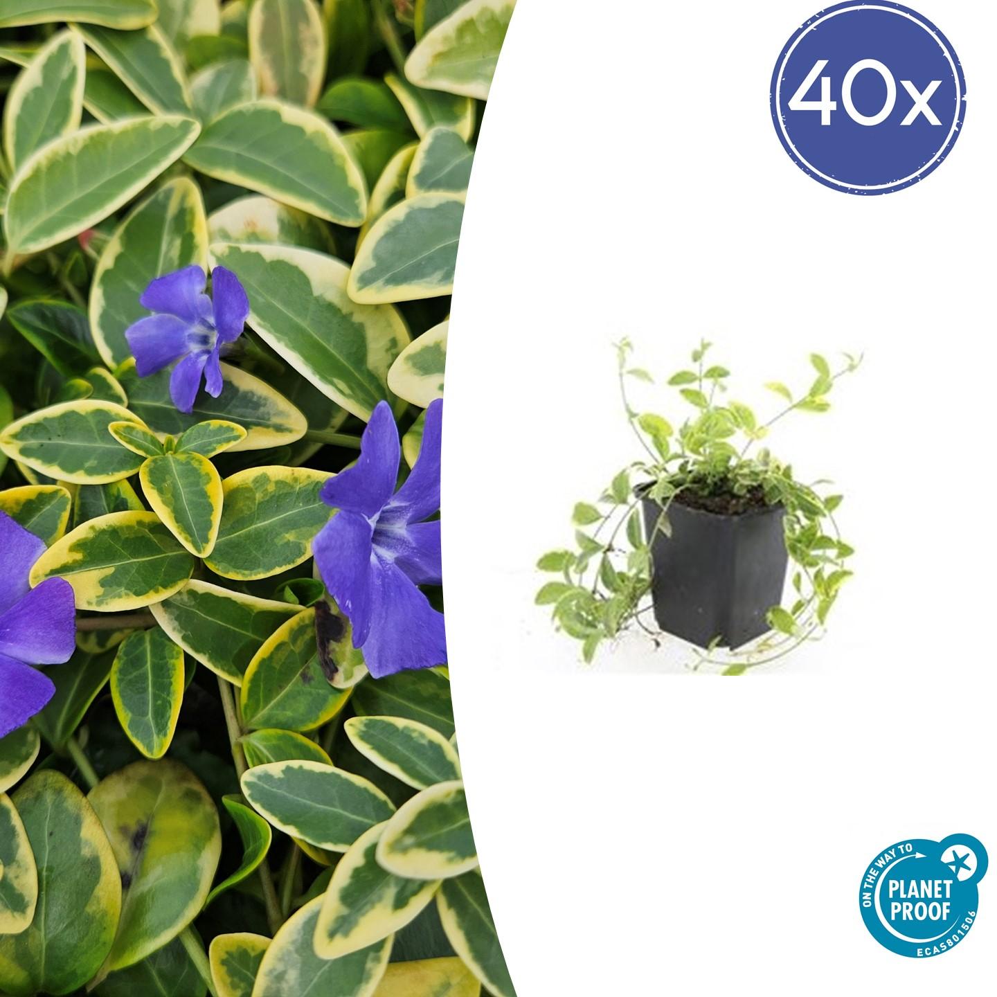 40x Vinca minor 'Aureovariegata' en pot Ø9cm  Hauteur 10cm. Plante verte type 40x Vinca minor 'Aureovariegata', livrée en pot, idéale pour intérieur lumineux.