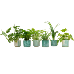 Verrassingsbox en pot Ø14cm. Plante verte type Verrassingsbox, livrée en pot, idéale pour intérieur lumineux.