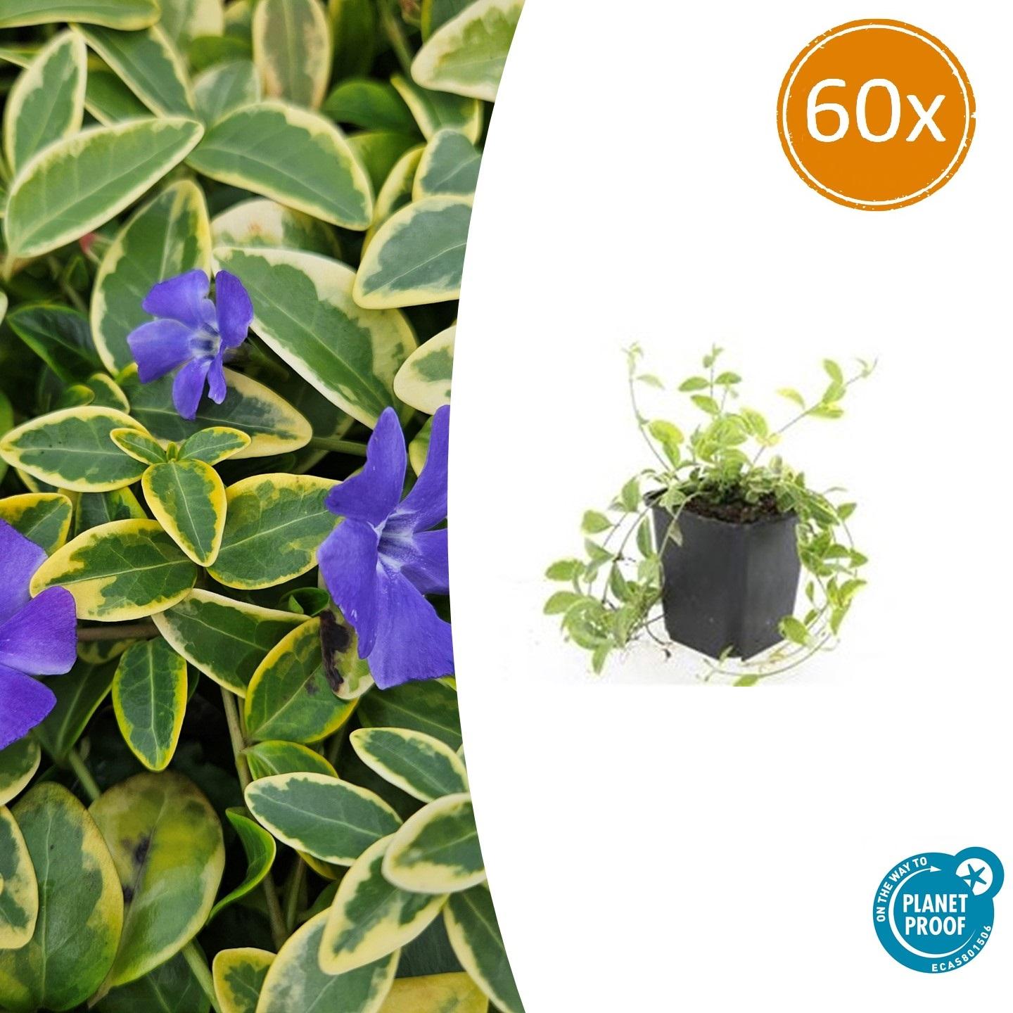 60x Vinca minor 'Aureovariegata' en pot Ø9cm  Hauteur 10cm. Plante verte type 60x Vinca minor 'Aureovariegata', livrée en pot, idéale pour intérieur lumineux.