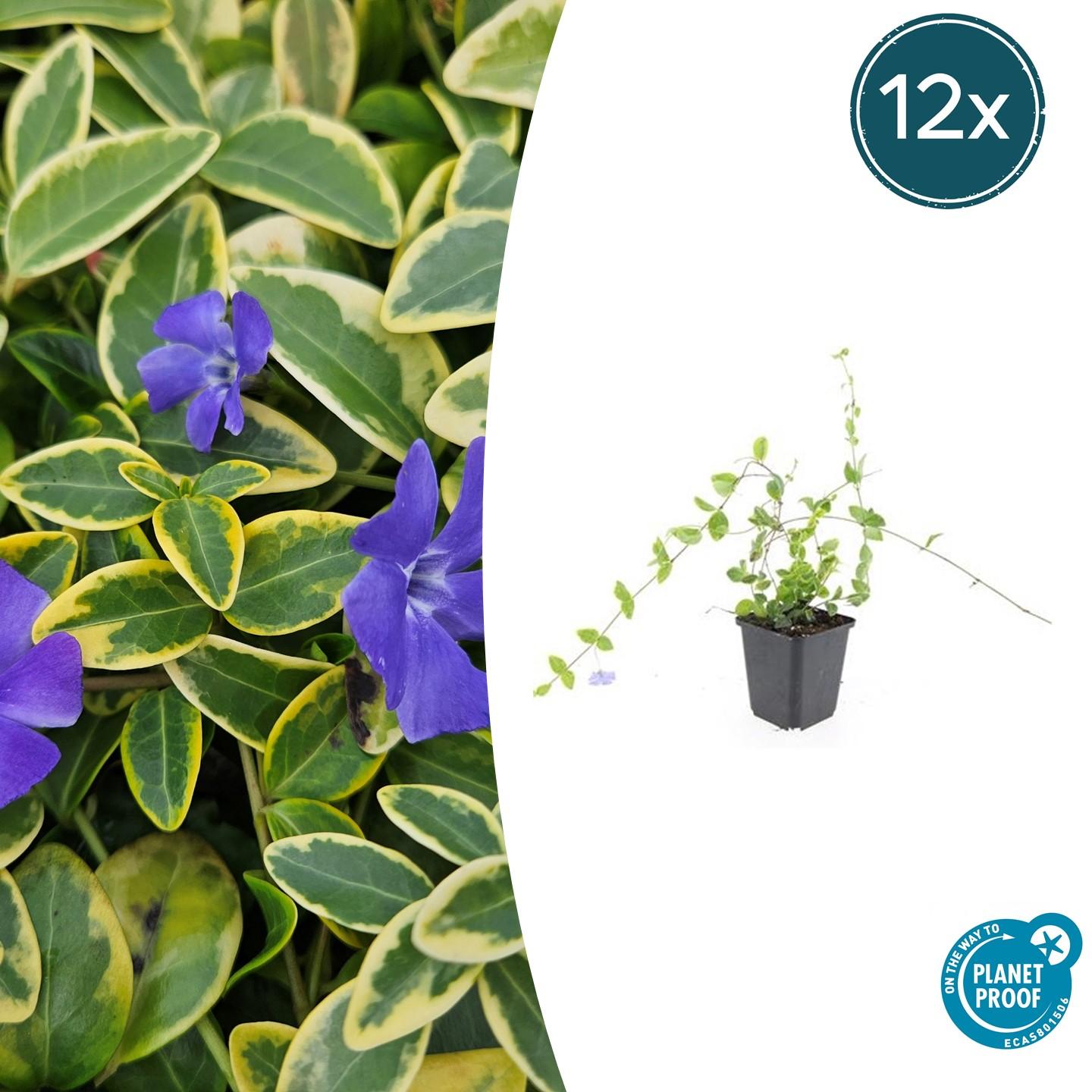 12x Vinca minor 'Blue and Gold' en pot Ø9cm  Hauteur 10cm. Plante verte type 12x Vinca minor 'Blue and Gold', livrée en pot, idéale pour intérieur lumineux.