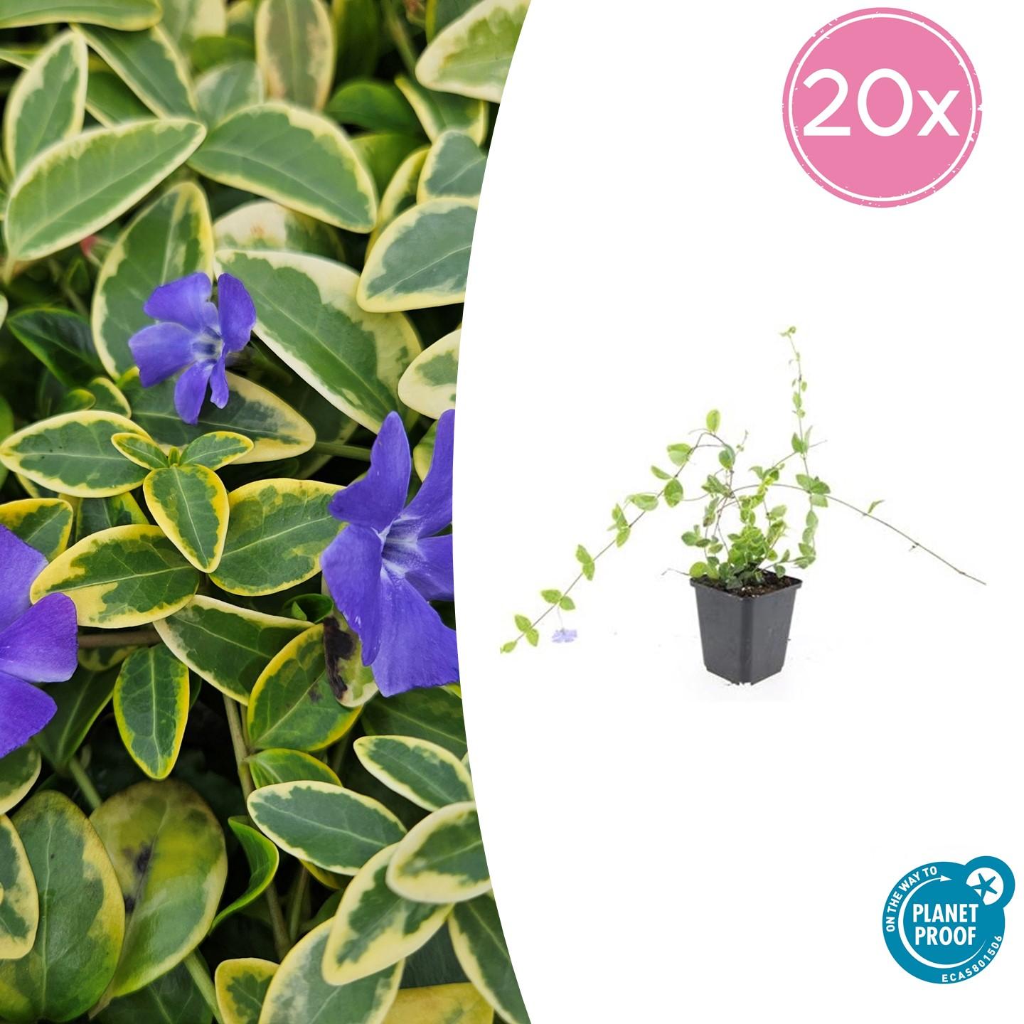 20x Vinca minor 'Blue and Gold' en pot Ø9cm  Hauteur 10cm. Plante verte type 20x Vinca minor 'Blue and Gold', livrée en pot, idéale pour intérieur lumineux.