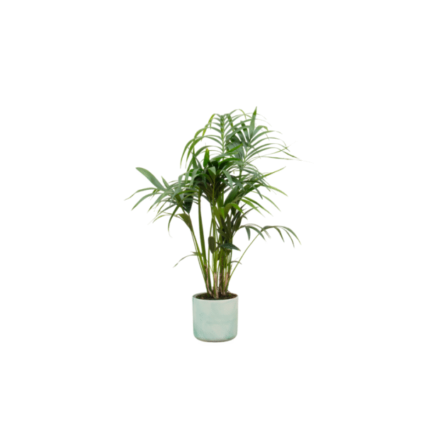 Combi deal en pot Ø22cm. Plante verte type Combi deal, livrée en pot, idéale pour intérieur lumineux.