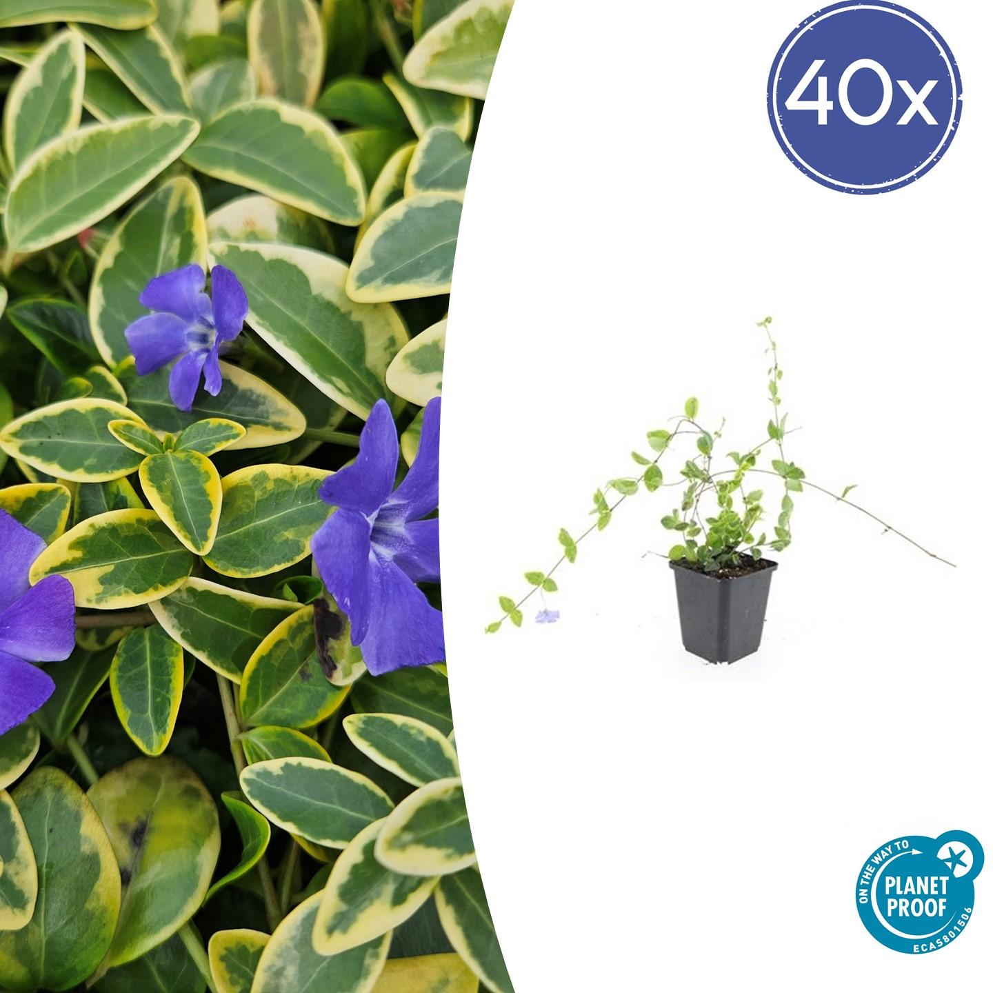 40x Vinca minor 'Blue and Gold' en pot Ø9cm  Hauteur 10cm. Plante verte type 40x Vinca minor 'Blue and Gold', livrée en pot, idéale pour intérieur lumineux.