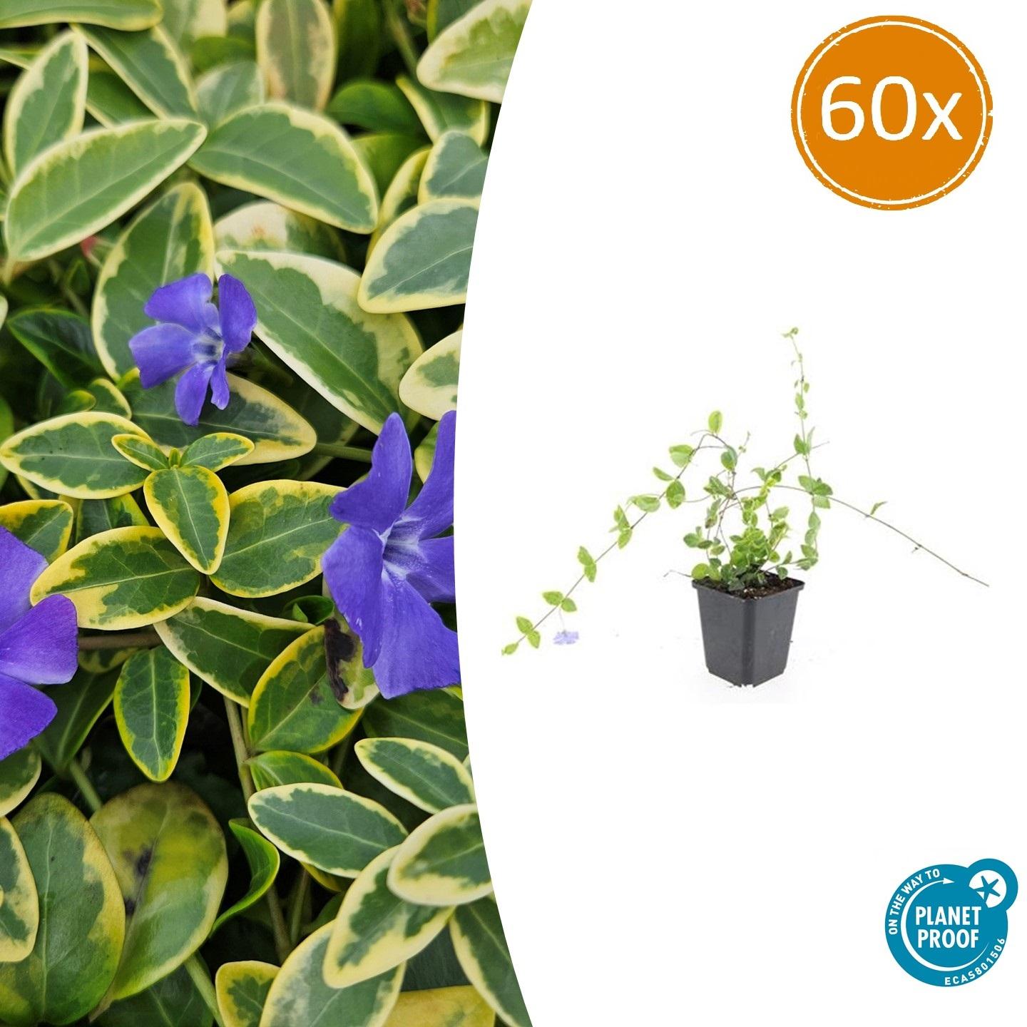 60x Vinca minor 'Blue and Gold' en pot Ø9cm  Hauteur 10cm. Plante verte type 60x Vinca minor 'Blue and Gold', livrée en pot, idéale pour intérieur lumineux.