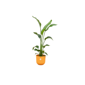 Combi deal en pot Ø23cm. Plante verte type Combi deal, livrée en pot, idéale pour intérieur lumineux.