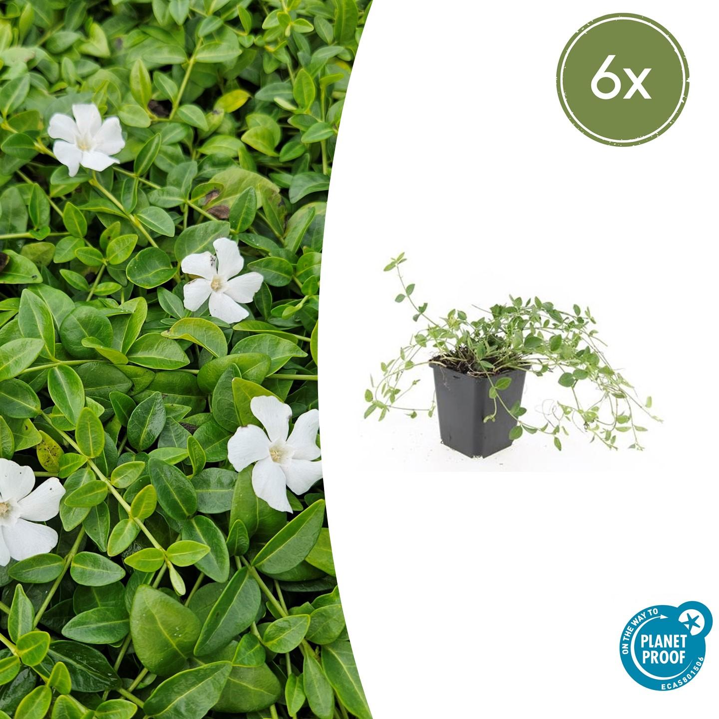 6x Vinca minor 'Gertrude Jekyll' en pot Ø9cm  Hauteur 10cm. Plante verte type 6x Vinca minor 'Gertrude Jekyll', livrée en pot, idéale pour intérieur lumineux.