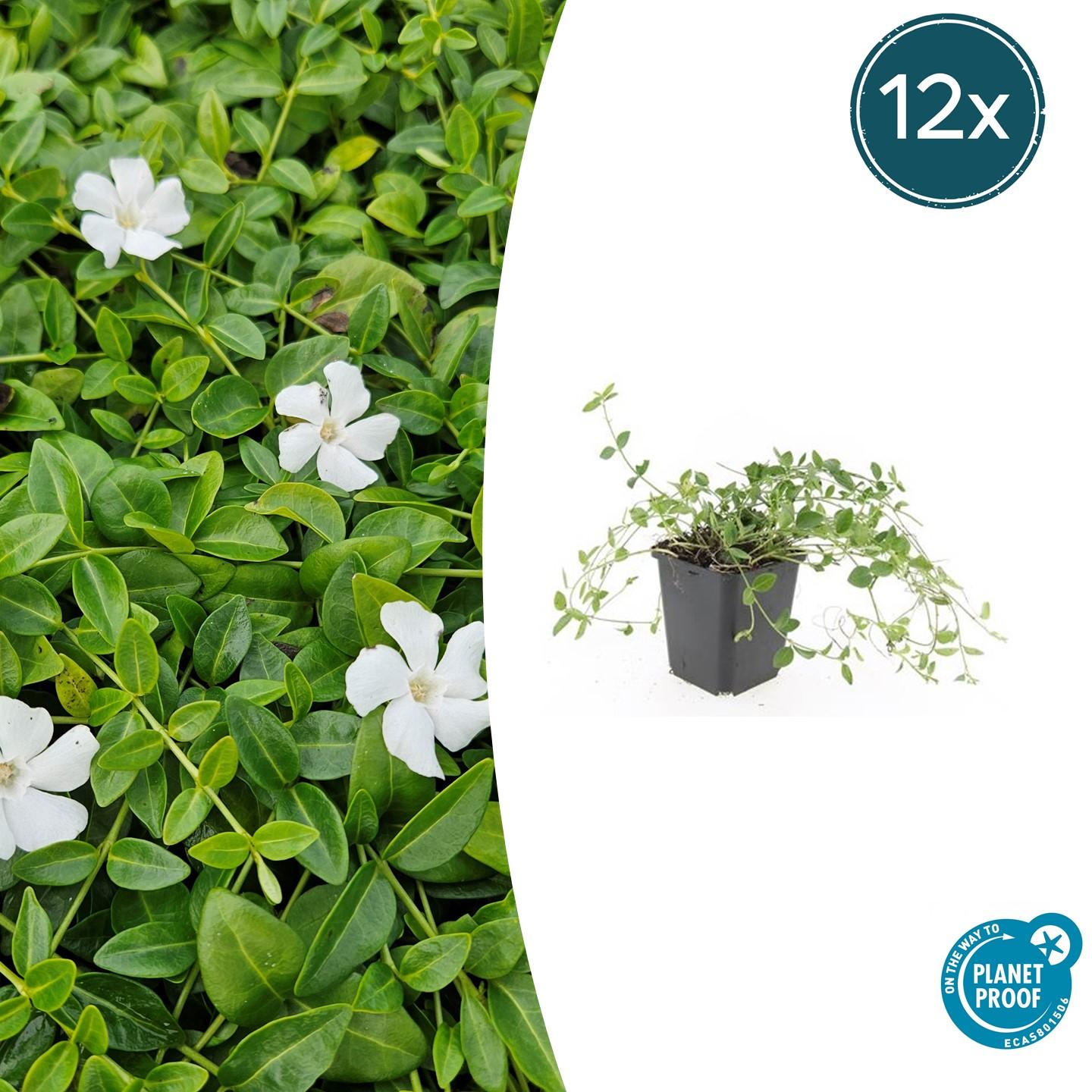 12x Vinca minor 'Gertrude Jekyll' en pot Ø9cm  Hauteur 10cm. Plante verte type 12x Vinca minor 'Gertrude Jekyll', livrée en pot, idéale pour intérieur lumineux.