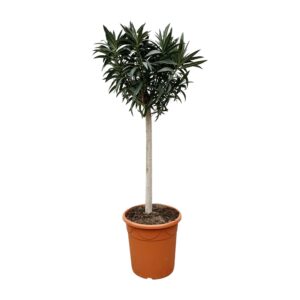 Nerium Oleander op stam met witte bloem en pot Ø35cm. Plante verte type Nerium Oleander op stam met witte bloem, livrée en pot, idéale pour intérieur lumineux.
