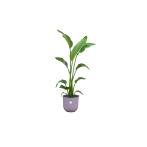 Combi deal en pot Ø23cm. Plante verte type Combi deal, livrée en pot, idéale pour intérieur lumineux.