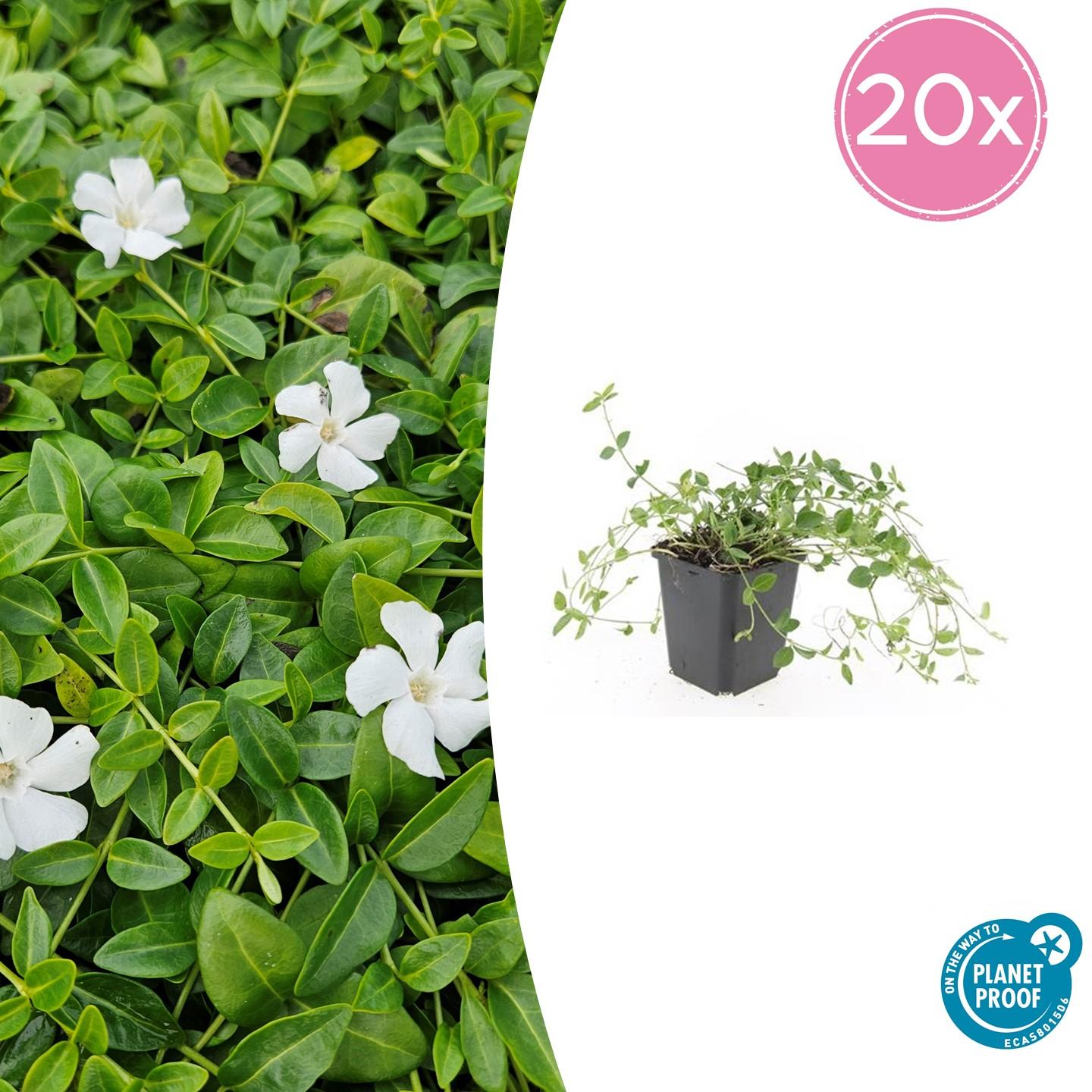 20x Vinca minor 'Gertrude Jekyll' en pot Ø9cm  Hauteur 10cm. Plante verte type 20x Vinca minor 'Gertrude Jekyll', livrée en pot, idéale pour intérieur lumineux.