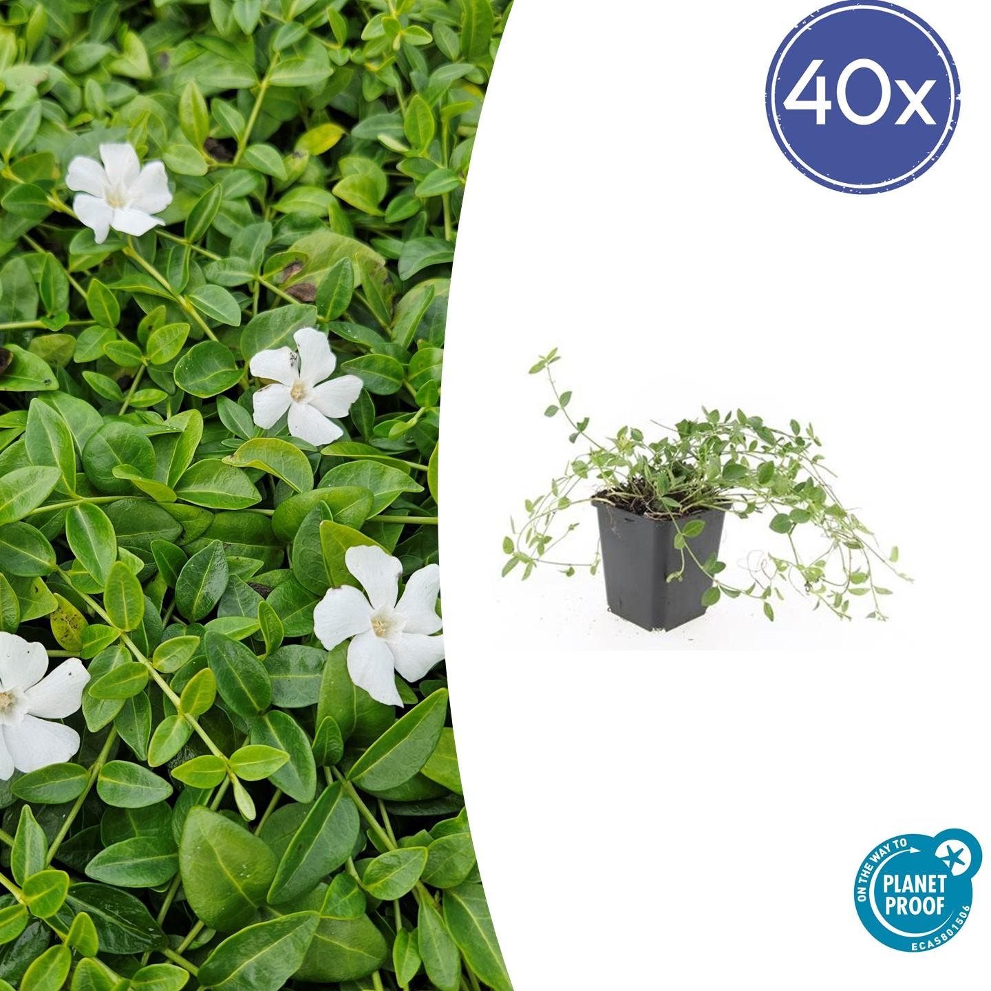 40x Vinca minor 'Gertrude Jekyll' en pot Ø9cm  Hauteur 10cm. Plante verte type 40x Vinca minor 'Gertrude Jekyll', livrée en pot, idéale pour intérieur lumineux.