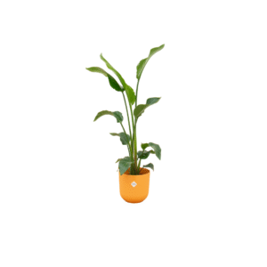 Combi deal en pot Ø23cm. Plante verte type Combi deal, livrée en pot, idéale pour intérieur lumineux.
