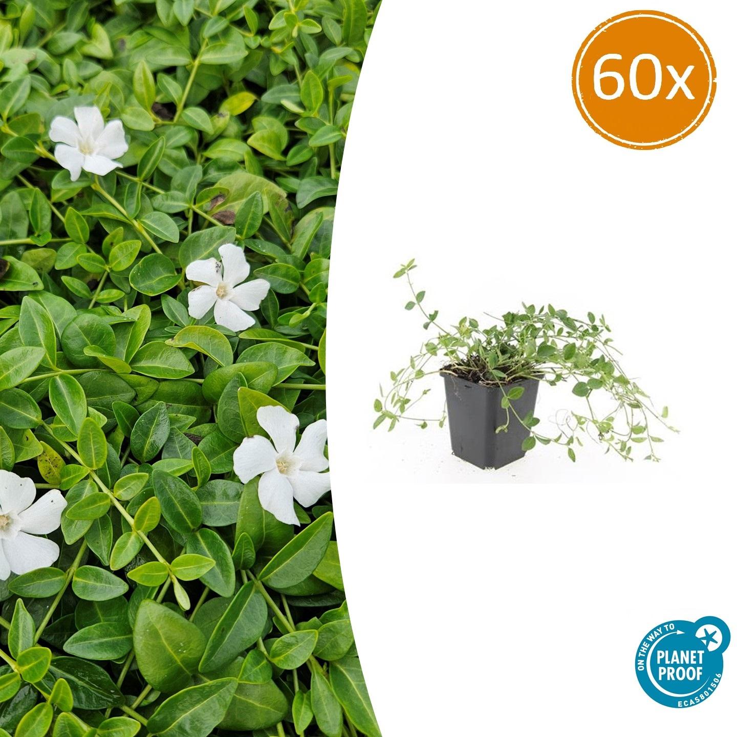 60x Vinca minor 'Gertrude Jekyll' en pot Ø9cm  Hauteur 10cm. Plante verte type 60x Vinca minor 'Gertrude Jekyll', livrée en pot, idéale pour intérieur lumineux.