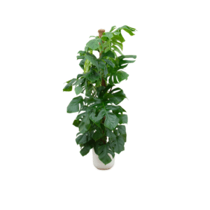Combi deal en pot Ø26cm. Plante verte type Combi deal, livrée en pot, idéale pour intérieur lumineux.