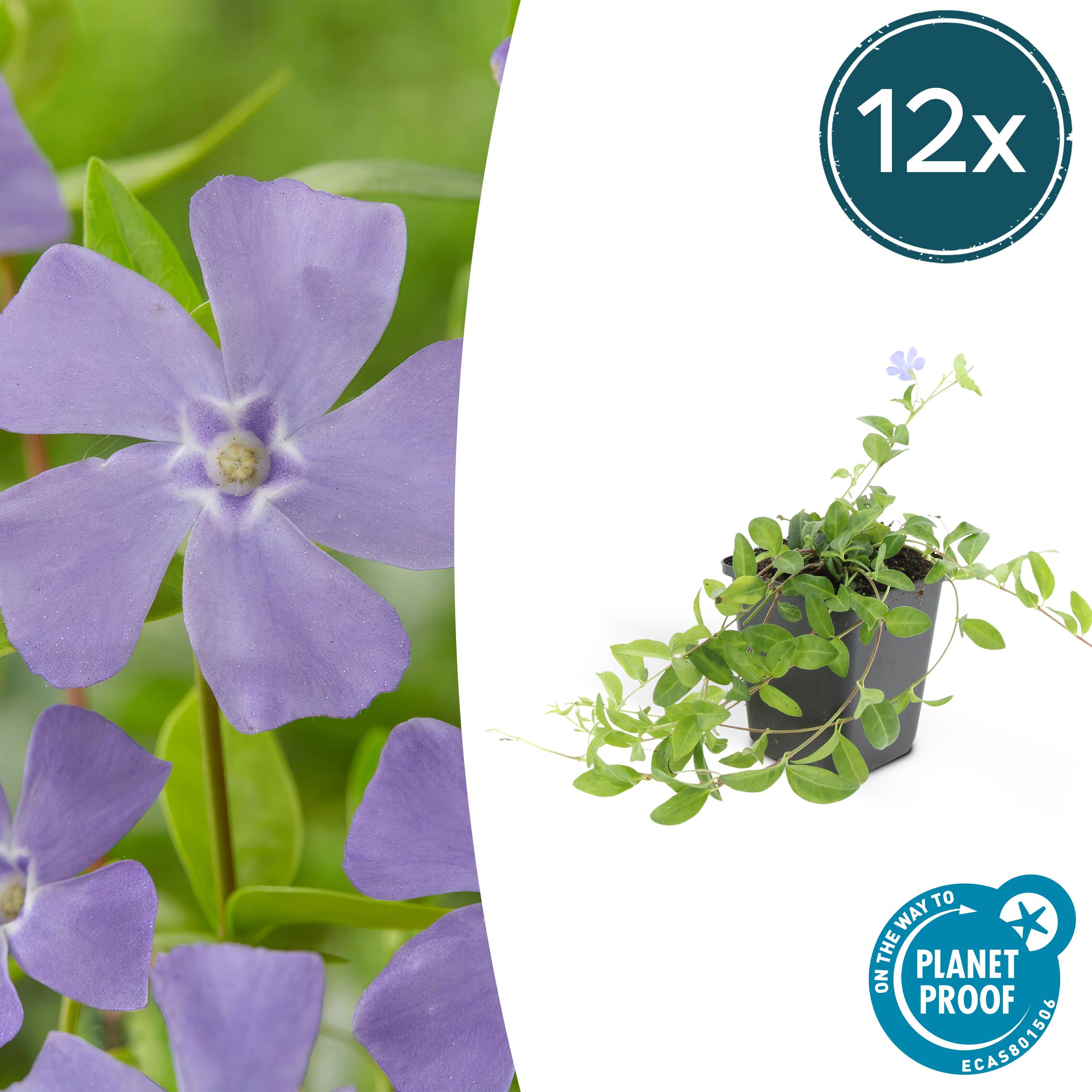 12x Vinca minor 'La Grave' en pot Ø9cm  Hauteur 10cm. Plante verte type 12x Vinca minor 'La Grave', livrée en pot, idéale pour intérieur lumineux.