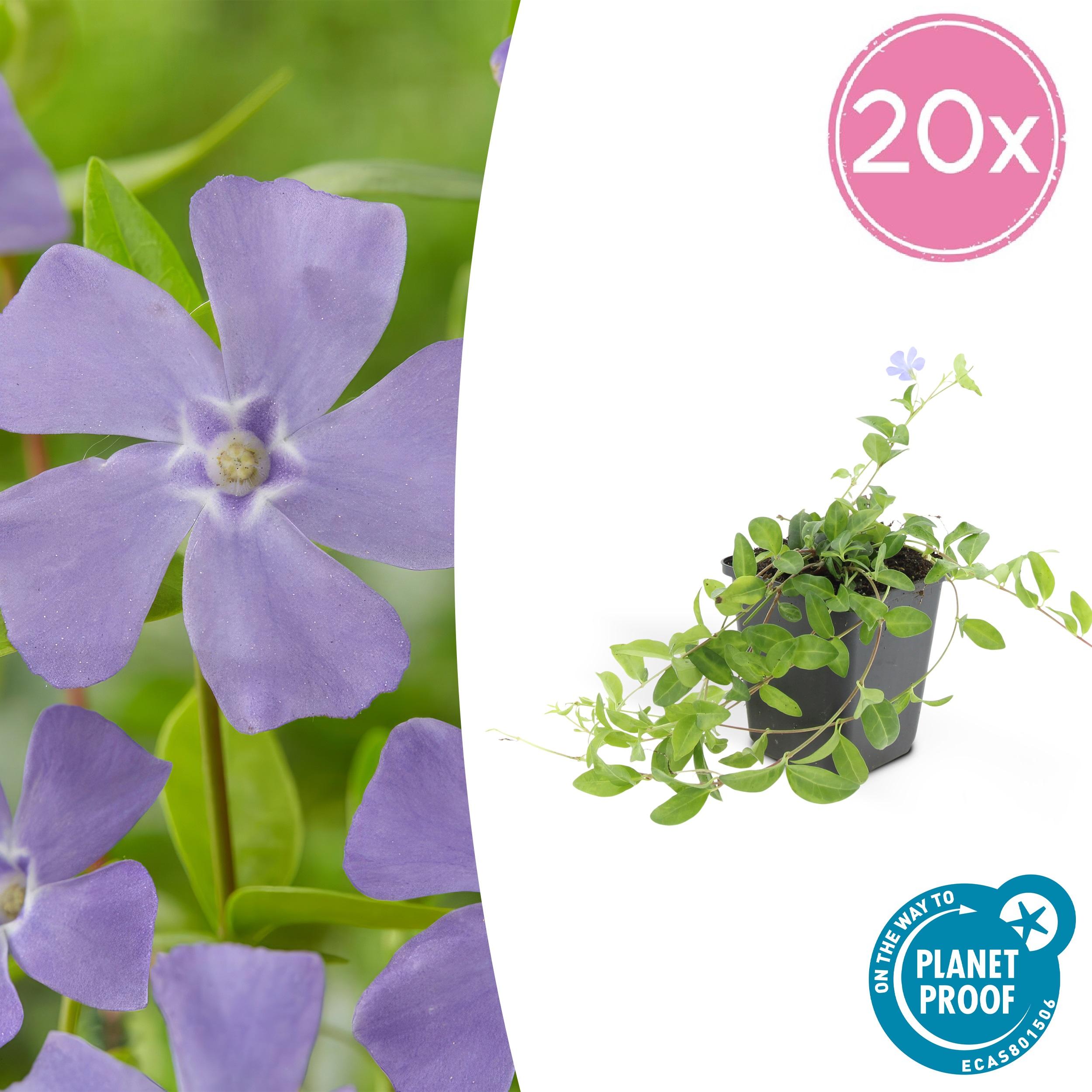 20x Vinca minor 'La Grave' en pot Ø9cm  Hauteur 10cm. Plante verte type 20x Vinca minor 'La Grave', livrée en pot, idéale pour intérieur lumineux.